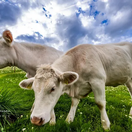 Apartment Gaestehaus Seewald- 4 